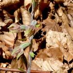 Epipactis microphylla Fleur