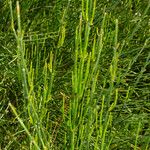 Ephedra foeminea Leaf