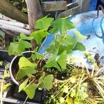 Oxalis latifolia Leaf