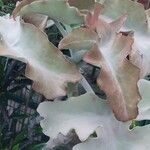 Kalanchoe beharensisЛист