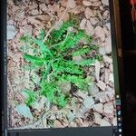 Astragalus alopecurus 葉