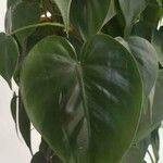 Philodendron hederaceum Blad