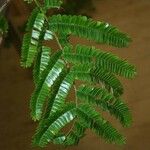 Pseudopiptadenia psilostachya Yaprak