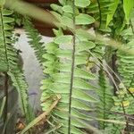 Nephrolepis cordifolia Leaf