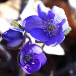 Hepatica nobilisFlor