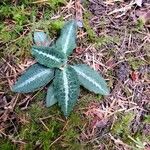 Goodyera oblongifolia Leaf