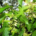 Carpinus betulus Fruit