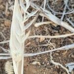 Tetrapogon cenchriformis Fruchs