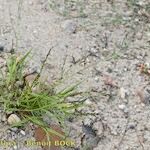 Eragrostis pectinacea 形態