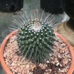 Mammillaria spinosissima Frunză