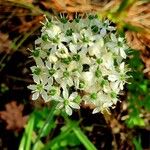 Allium nigrum Цветок