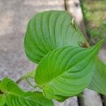 Rhynchoglossum obliquum Leaf