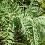 Astragalus sieversianus Habitatea