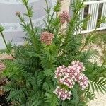 Valeriana dioica Цветок