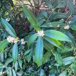 Osmanthus decorus Blüte