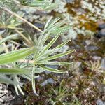 Lupinus weberbaueri Hoja