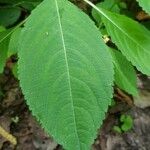 Impatiens parviflora Blatt