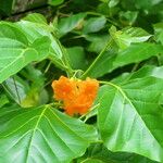 Cordia subcordata Folha