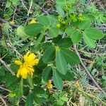 Senna bicapsularis Leaf