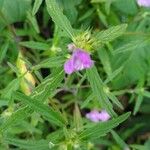 Galeopsis ladanumFlower