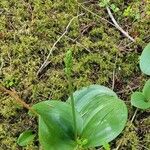 Platanthera orbiculata Leaf