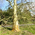 Platanus × hispanica Bark