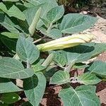 Datura innoxia 葉