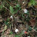 Blepharis maderaspatensis Fleur