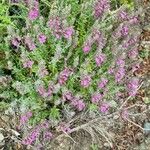 Teucrium marum 形態