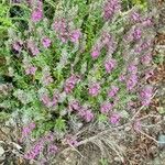 Teucrium marum Habit