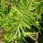 Tanacetum vulgare Leaf