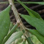 Epiphyllum oxypetalum Bark