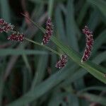 Echinochloa colonum ফল