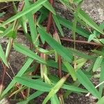 Stenotaphrum secundatum Leaf