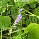 Vicia craccaFiore