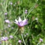 Xeranthemum cylindraceum Blüte