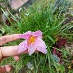 Zephyranthes robustaКвітка