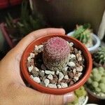 Echinocereus rigidissimus 叶