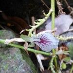 Elettaria cardamomum 花