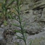 Catapodium rigidum Hoja