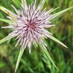 Tragopogon angustifolius 花