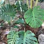 Monstera deliciosaبرگ