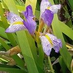 Iris lazica Flower