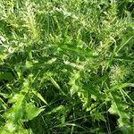 Cirsium spinosissimum Habit