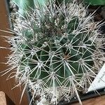 Acanthocalycium spiniflorum Folha