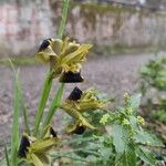 Iris tuberosa പുഷ്പം