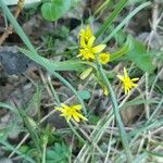 Gagea fragifera 花