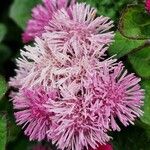 Ageratum houstonianumFlor