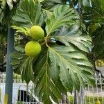 Artocarpus altilis Fruit