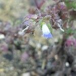 Campanula erinus Flower